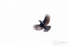 Tui fluttering above the Tongariro River