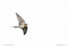 Welcome Swallow hawking a midge