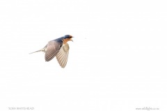 Note the nictitating membrane protecting the Swallow’s eye as it intercepts a midge