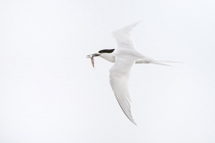 White-Fronted-Tern-with-fish_D3S9754-web