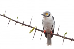 White-crested_Helmet_Shrike-TW7_6273-web