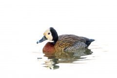 White-facedDuck_D3S4728-web