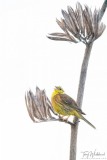 Yellowhammer calling.