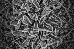 Frost-DSCF3651