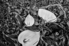 Lilies-DSCF4424-Tonality-squarecrop-6x6