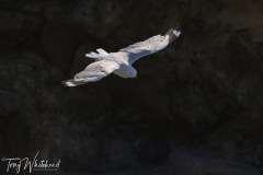 20240212-NZ9_6163-1