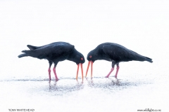 Variable Oystercatcher pair  territorial display