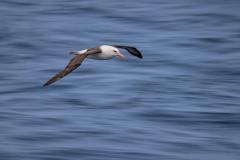 CampbellAlbatross-D85_2654-6x4