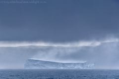Iceberg_South_Shetlands_D811399-web