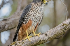 NZFalcon_D810007-portrait-web