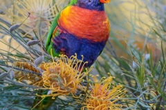 c97-RainbowLorikeet_D806401-web