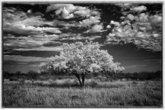DSC_0119-NX