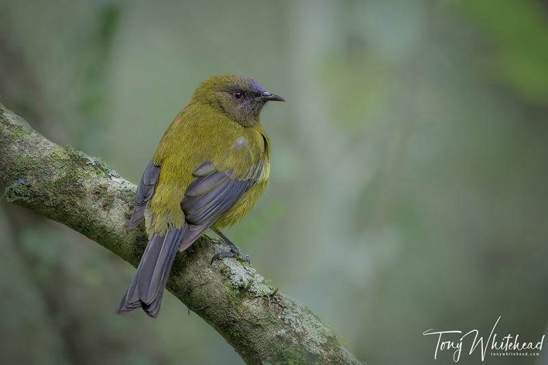 Bellbird-20231028-NZ9_6639-NEF_DxO-web