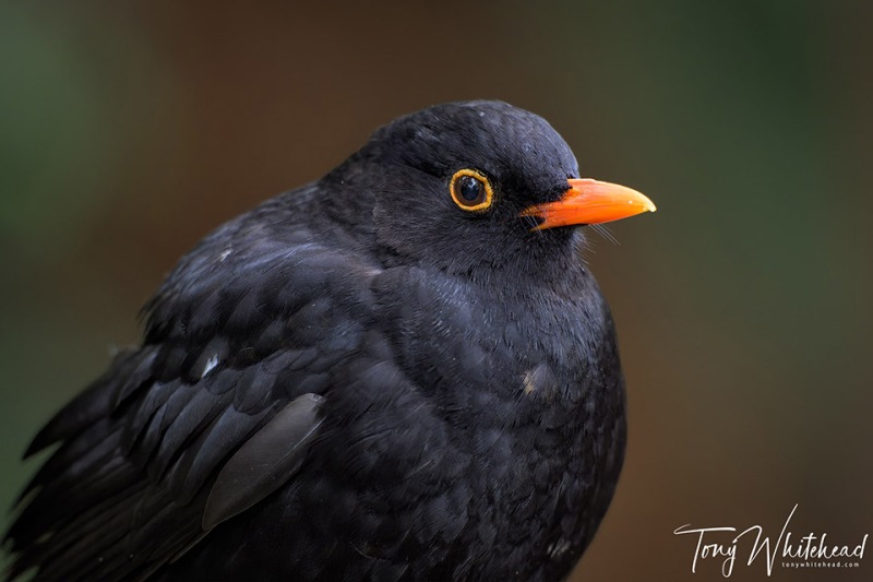 Blackbird-20231028-NZ9_6396-NEF_DxO-web