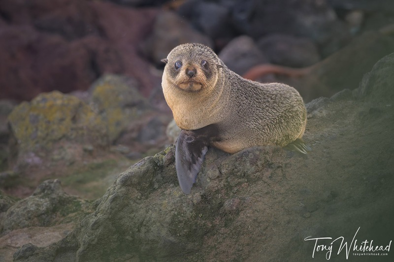 NZFurSealPup-20231028-NZ9_7216-NEF_DxO-web