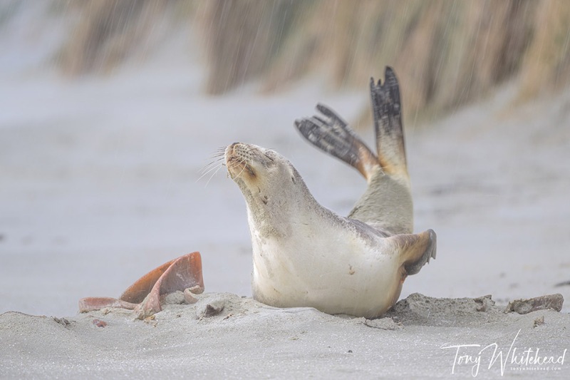 NZSealion-20231027-NZ9_5318-web