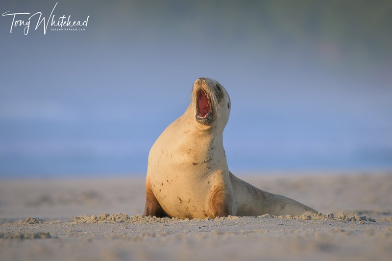 NZSealion-20231030-NZ9_3587-NEF_DxO-web