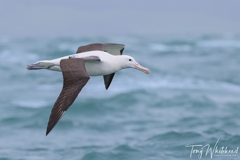 NorthernRoyalAlbatross-20231029-NZ9_1140-NEF_DxO-web
