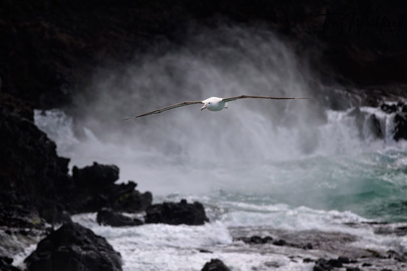 NorthernRoyalAlbatross-20231029-NZ9_9576-NEF_DxO-web