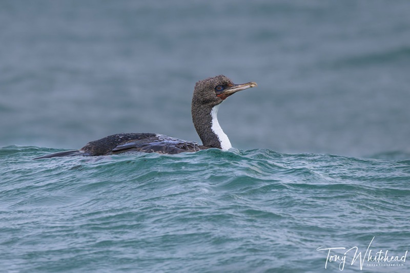 OtagoShag-20231029-NZ9_0600-NEF_DxO-web