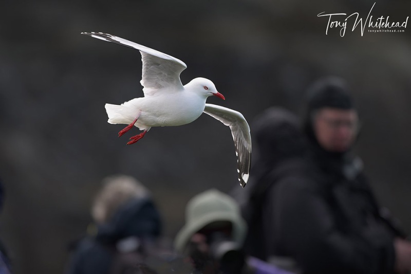 Red-billedGull-20231029-NZ9_9865-NEF_DxO-web