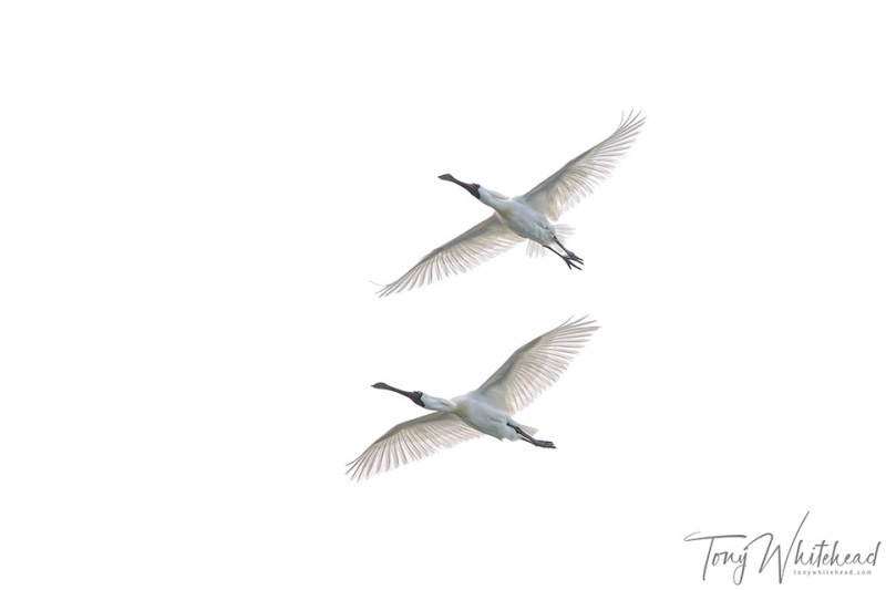 RoyalSpoonbills-20231029-NZ9_9365-NEF_DxO-web