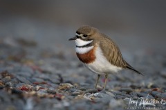 Banded Dotterel, South Bay, Kaikoura