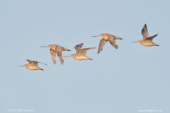 Bar-tailed Godwits in early morning light.