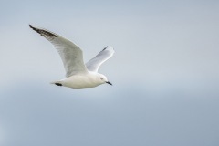 Black-billedGull_D804239-web