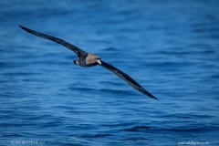 Black Petrel in flight
