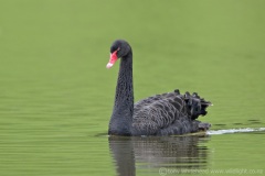 BlackSwan-BPNweb