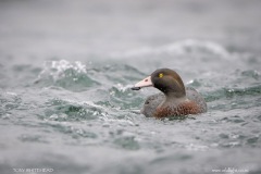 Blue Duck/Whio happily at home in fast moving river rapids.