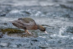 BlueDuck_D3S2829-web