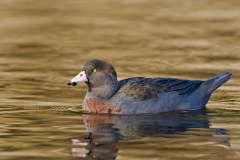 BlueDuck_D3S3045-web