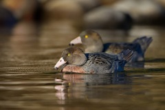 BlueDuck_D3S3094-web