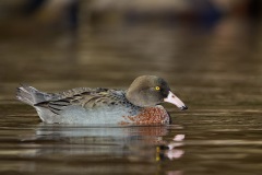 BlueDuck_D3S3096-web