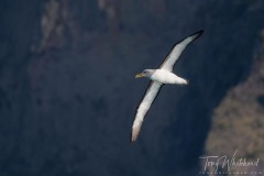 Buller’s Albatross off Taiaroa Head, Otago Peninisula.