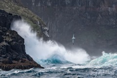 Southern Royal Albatross, Campbell Island.