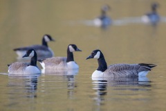 Canadas_D804025-web