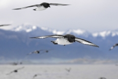 Cape-Petrel2