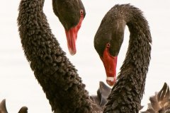 Courting-Black-Swans
