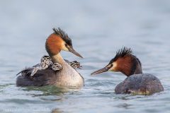 CrestedGrebesChicks_D815739