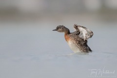 NZ Dabchick wingflap after preening