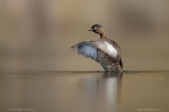 NZ Dabchick wingflap after preening