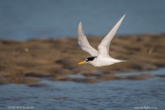 Solo male Fairy Tern on his feeding beat. This young bird was a far less efficient hunter, often with no reward for his dives.