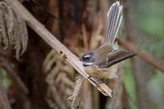 Fantail_D3S1421-web