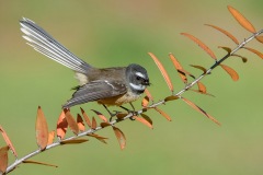 Fantail_D800563t-web
