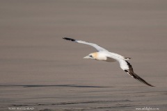 Australasian Gannet flying low over the smooth sand of Farewell Spit