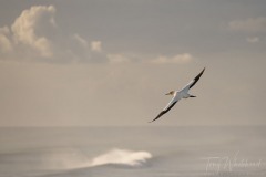 Gannet in flight against a backdrop of sky and sea