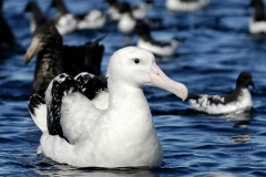 GibsonsWandering-Albatross